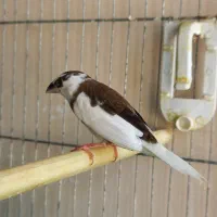 فنچ بنگالی نر|پرنده|هشتگرد, تهران دشت|دیوار