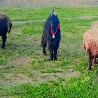 بزغاله نر دوبری