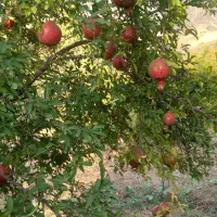 انار بجستان|خوردنی و آشامیدنی|رامیان, |دیوار