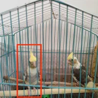 پرنده ی گمشده (عروس هلندی)|حیوانات|سمنان, |دیوار