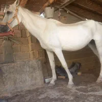 3500000|اسب و تجهیزات اسبسواری|کلاله, |دیوار