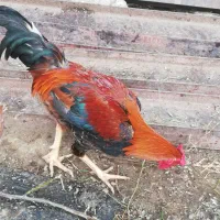 خروس جوان دانه ای 600