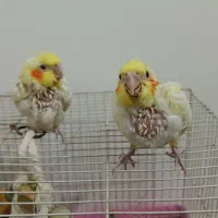 جوجه عروس هلندی سرلاکی