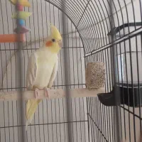 قفس بزرگ|لوازم جانبی حیوانات|مشهد, شهید بهشتی|دیوار