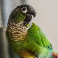 طوطی گرینچیک «گمشده»|حیوانات|دهگلان, |دیوار