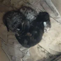 واگذاری گربه با بچه هاش