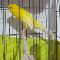 قناری کشیده