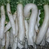 ترب سفید ژاپنی