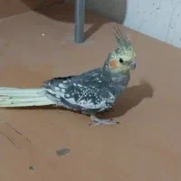 عروس هلندی ماده|پرنده|اصفهان, گلزار|دیوار