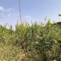 باغچه250متری|فروش خانه و ویلا|اسلام‌شهر, شهرک مصطفی خمینی|دیوار