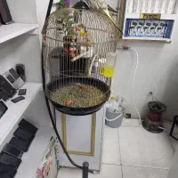 عروس هلندی دستی همراه با قفس و لوازم کامل کاشمر|پرنده|کاشمر, |دیوار