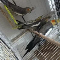 جفت عروس هلندی همراه 2جوجه بزرگ