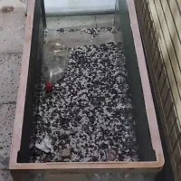 آکواریوم شرکتی یک تیکه|ماهی|قم, بنیاد|دیوار