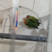 کوتوله برزیلی زیر قیمت کل بازار  فروش فوری