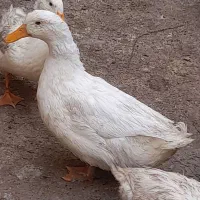 مرغابی های سالم و سرحال|حیوانات مزرعه|قلندر آباد, |دیوار