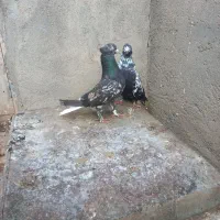 جفت کفتر نر ماده