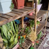 استندگل بزرگ و زیبا ، چوب ترمو ضدموریانه و سوسک.|گل و گیاه طبیعی|نجفآباد, صالح آباد|دیوار