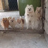 ۵ تا ماده پامرانین زیبا|سگ|ساری, |دیوار