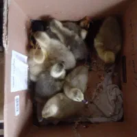 جوجه غاز طبیعی