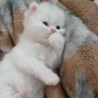 بچه گربه های بیریتیش|گربه|تهران, نبی اکرم|دیوار