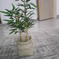درختچه بامبو