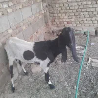بز بربری اصل