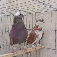 کفتر غریب گیری خوب