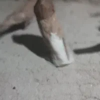 کبوتر پرشی دم سفید