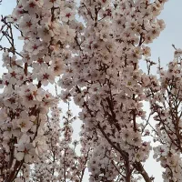 نهال پربازده|خدمات باغبانی و درختکاری|خسروشاه, |دیوار