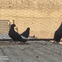 دم سفید|پرنده|برازجان, |دیوار