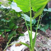 گل بابا آدم