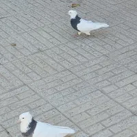 کبوتر طوقی|پرنده|فرخ‌شهر, |دیوار