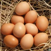 تحم مرغ محلی