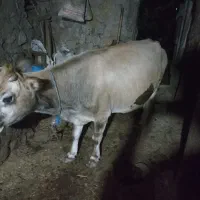 گاو محلی|حیوانات مزرعه|آبش احمد, |دیوار