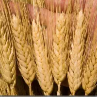 گندم دروم حدودا ۴۰۰ کیلو قیمت کیلویی ۶۵