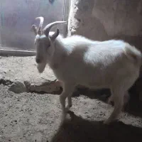 نربزسانن نژاددار