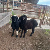 دو راس بره ماده  افشار جنس