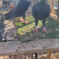 کبوتر آردن و سار و بزک ،سوسکی|پرنده|آق قلا, |دیوار