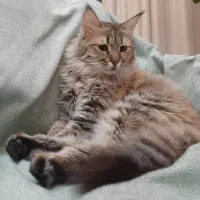 گربه ماده عقیم شده