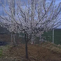 اجاره روزانه باغ ویلا با محیطی زیبا وبا صفا|اجارهٔ کوتاه‌مدت آپارتمان و سوئیت|الیگودرز, |دیوار
