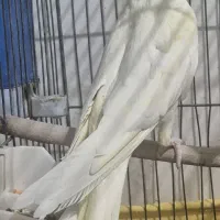 طوطی عروس لوتینوجوجه ۶ماهه
