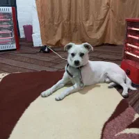 سگ پاپی|سگ|گلبهار, شهر جدید گلبهار|دیوار