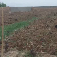 کارگر برای زعفران جمع کردن سه نفر هستیم