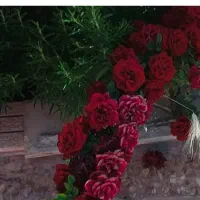 ویلا باغ قصردشت 2600 متر|فروش خانه و ویلا|سیاخ دارنگون, |دیوار