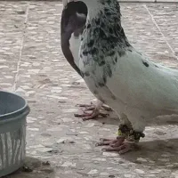 طوق سرور نروماده مولد