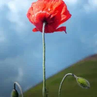 ارشد بالینی جهت مسئول فنی