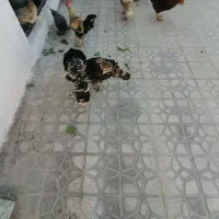 مرغ و خروس و بوقلمون باشت|حیوانات مزرعه|باشت, |دیوار