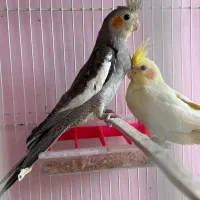 جوجه عروس ۳ ماه|پرنده|سبزوار, غرب نیروگاه|دیوار