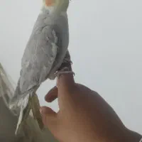 عروس هلندی نر سخنگو و دستی رام و اهلی