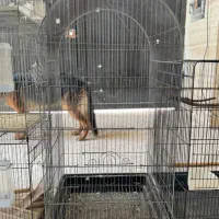 قفس|لوازم جانبی حیوانات|بوشهر, |دیوار